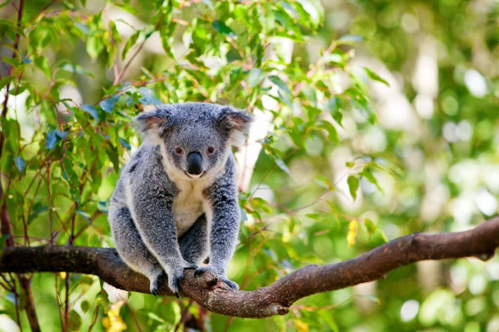 Drop Bear On Branch Image