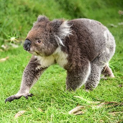 Drop bear hunting humans Image