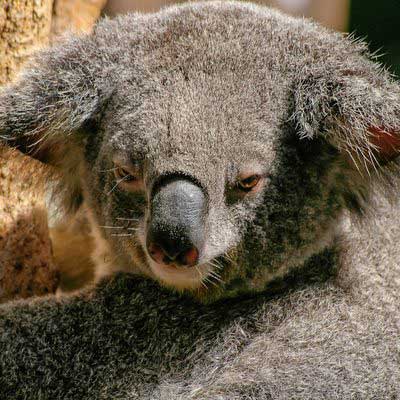 drop bear in its habitat image